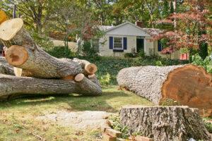 Tree Removal in Hagerstown MD - BlogQ1.2