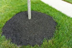Tree Trimming and Mulching - BlogQ1.3