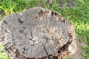 Stump Removal in MD and WV - BlogQ1.4